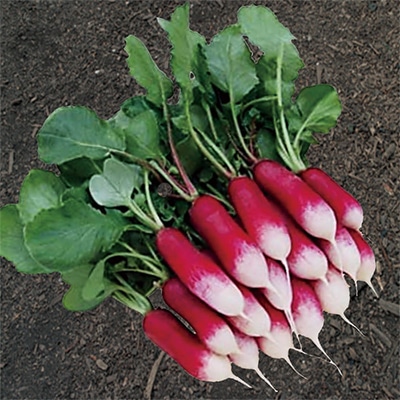 有機種子 ラディッシュ 紅白セミロング