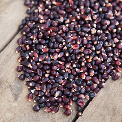 有機種子 トウモロコシ ポップコーン ブラック