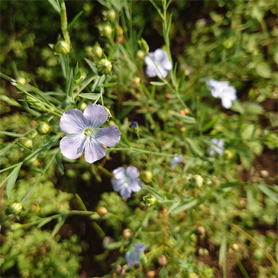 有機種子 亜麻 フラックス