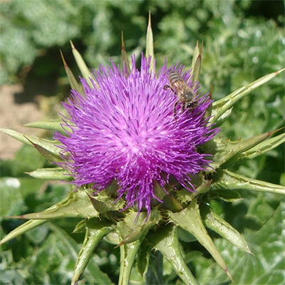 有機種子 ミルクシスル ティッスルミルク マリアアザミ