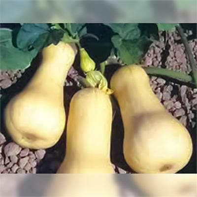 有機種子 かぼちゃ バターナッツ