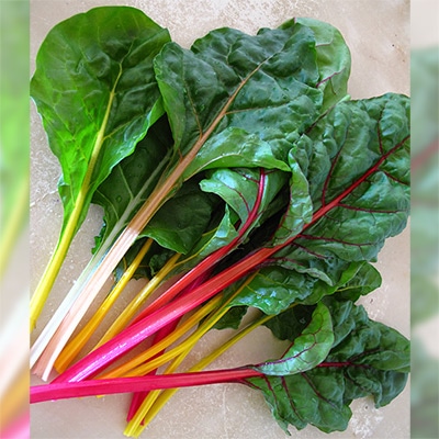有機種子 スイスチャード ふだん草 カラフル