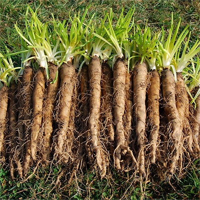 有機種子 西洋ゴボウ（パープルサラシファイ） オイスタープラント バラモンジン