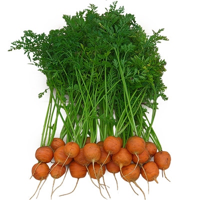 有機種子 ミニキャロット プチオレンジ ニンジン