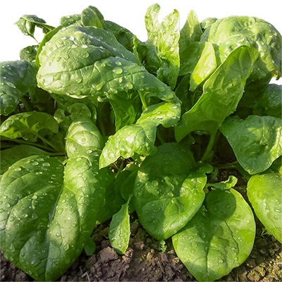 有機種子 ほうれん草 アーリージャイアントリーフ
