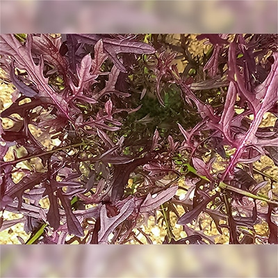 有機種子 マスタード からし菜 パープルフリル 紫