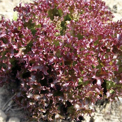 有機種子 リーフレタス ロロロッサ サニー系 緑＆赤混色