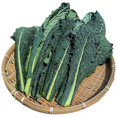 有機種子 黒キャベツ カーボロネロ