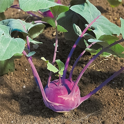 有機種子 コールラビ アスルスター 紫