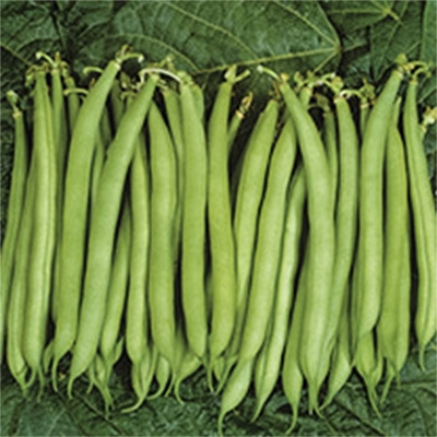 有機種子 つるありインゲン 丸さやタイプ 緑