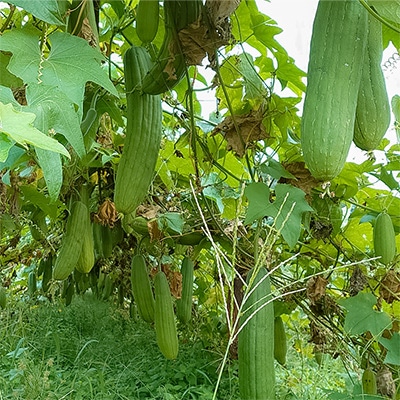 有機種子 太ヘチマ