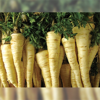 有機種子 根パセリ ルートパセリ