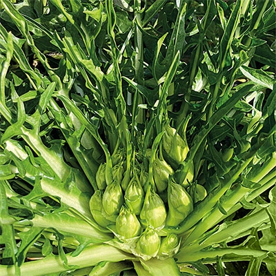 有機種子 チコリ プンタレッラ アスパラガスチコリ