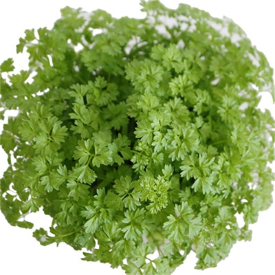 有機種子 チャービル セルフィーユ カールドチャービル