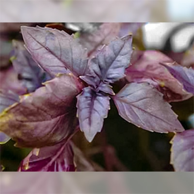 有機種子 バジル 赤バジル