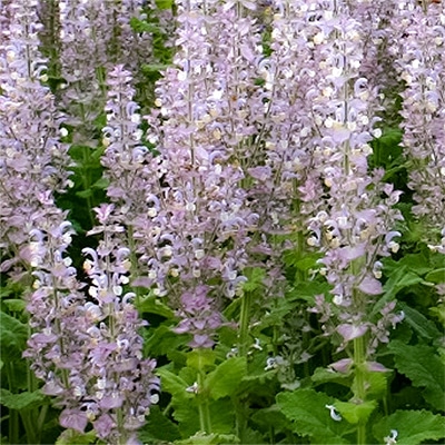 有機種子 セージ クラリセージ