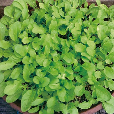 有機種子 ロケット／ルッコラ サラダロケット