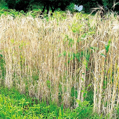 有機種子 エンマー小麦