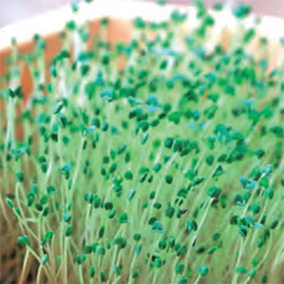 チアシード スプラウト