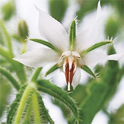 有機種子 ボリジ ホワイト