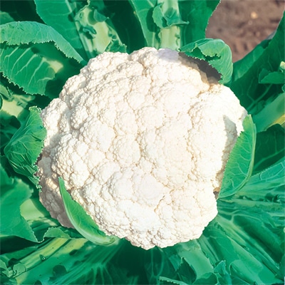 カリフラワーの種（タネ）｜サカタのタネ オンラインショップ