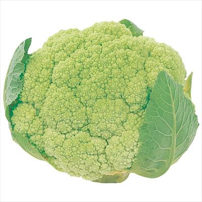 カリフラワー 遠州みどり花やさい