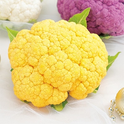 カリフラワー SK6-804