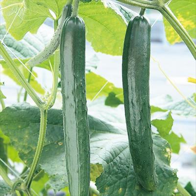 おうち野菜（R） キュウリ 夏バテ知らず 自根苗