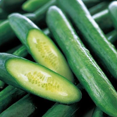 キュウリ フリーダム 接木苗