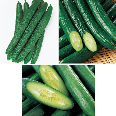キュウリ 食べ比べ 3種セット 5月中～下旬発送予定