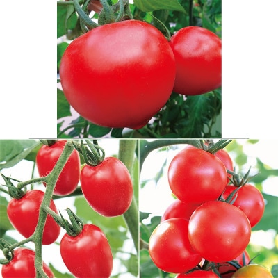 おうち野菜(R) トマト 3種セット 5月中～下旬発送予定