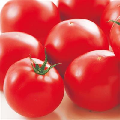 大玉トマト 麗夏 自根苗