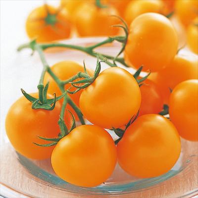中玉トマト シンディーオレンジ 自根苗