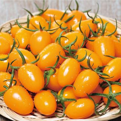ミニトマト オレンジアイコ 種 タネ 球根 苗の通販はサカタのタネ オンラインショップ