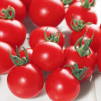 ミニトマト キャロルパッション 5月中～下旬発送予定