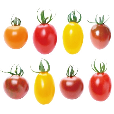 種 タネ 球根 苗の通販はサカタのタネ オンラインショップ