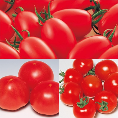 トマト食べ比べ 3種セット 4月中～下旬発送予定