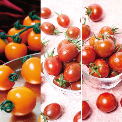 ミニトマト メイクスイーツ 3種セット 自根苗