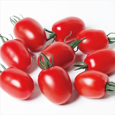 おうち野菜（R） ミニトマト とってもアイコ(R) 自根苗