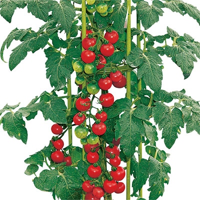 おうち野菜（R） ミニトマト キャロルツリー 自根苗