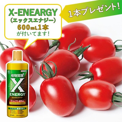 おうち野菜（R） ミニトマト とってもアイコ 自根苗