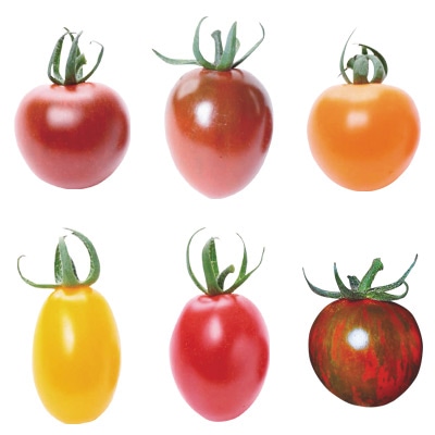 ミニトマト メイクスイーツ 自根苗