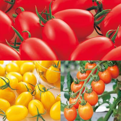 ミニトマト 食べ比べ 3種セット 5月中～下旬発送予定