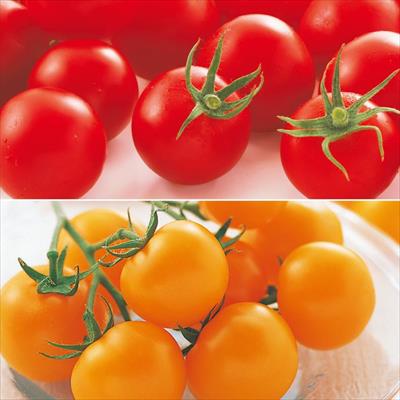 中玉トマト 食べ比べ 2種セット 5月中～下旬発送予定