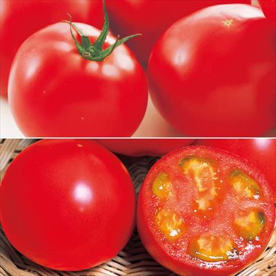 大玉トマト 食べ比べ 2種セット 5月中～下旬発送予定