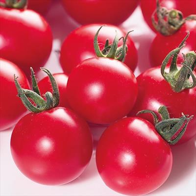 ミニトマト キャロルパッション 4月中旬発送予定 種 タネ 球根 苗の通販はサカタのタネ オンラインショップ