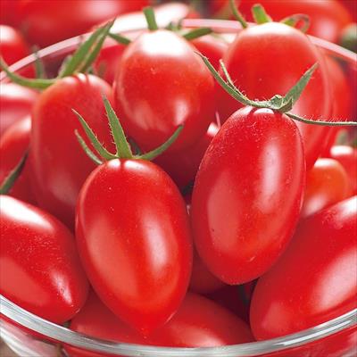 ミニトマト アイコ 4月中～下旬発送予定