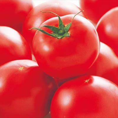 大玉トマト 麗夏 接木苗