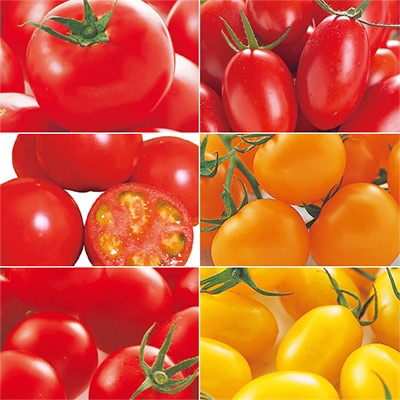 高級手芸 スキルスクリーン 完成品 ミニトマト柄 高級手芸 スキルスクリーン 完成品 ミニトマト柄 高級手芸