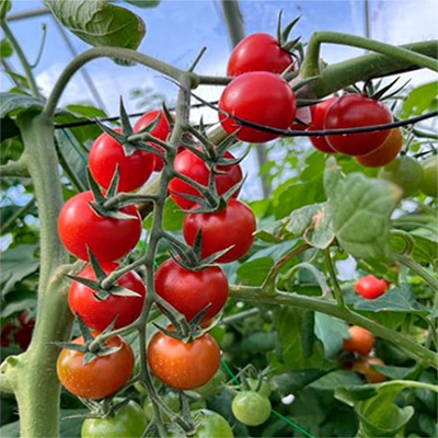 セル苗 ミニトマト ロイヤルパッション 接木苗